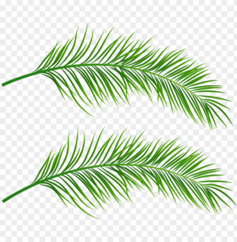 free palm leaves images - palm leaves Isolated Element in HighResolution Transparent PNG