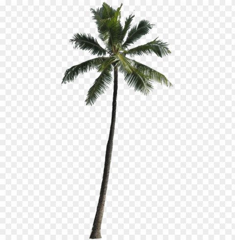  palm tree - palm Transparent PNG images free download