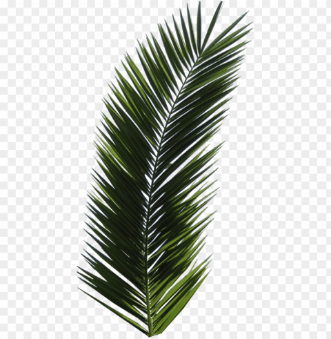 free palm tree images transparent - palm tree leaf PNG files with no backdrop pack