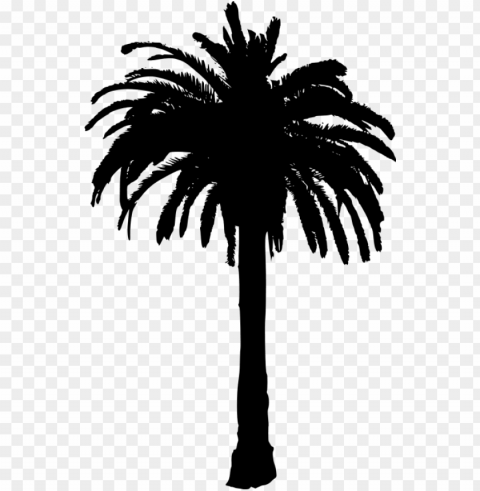 free palm tree images - palm tree silhouette background HighQuality Transparent PNG Isolated Graphic Design