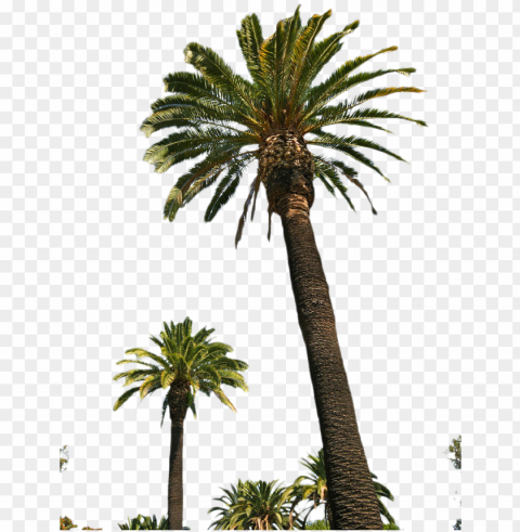 free palm tree images - palm trees Isolated Item with Transparent Background PNG