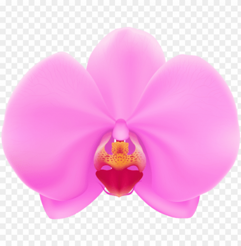 free pink orchid images - pink orchid flower clipart Isolated Item on HighResolution Transparent PNG