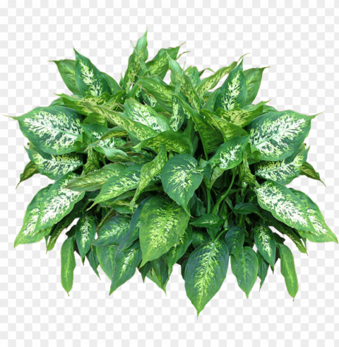 free plants free download - plants PNG images with transparent elements PNG transparent with Clear Background ID 5209a426