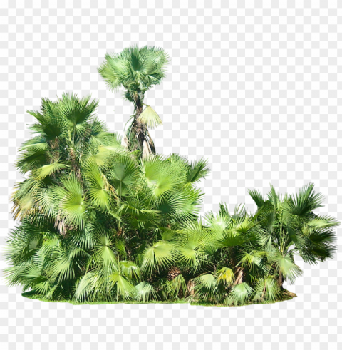 free plants images - tropical plants background HighQuality Transparent PNG Isolated Graphic Element