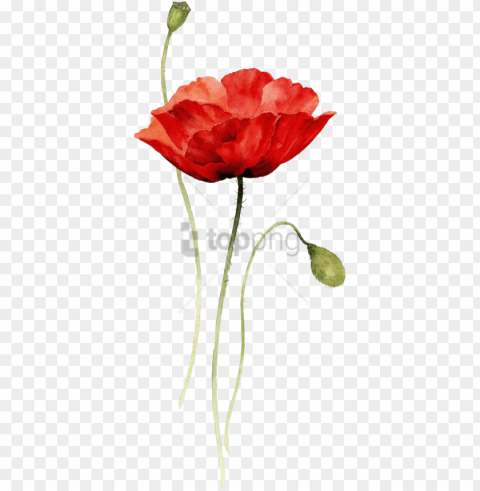 free red poppy watercolor tattoo image with - poppy flower drawing Transparent PNG photos for projects