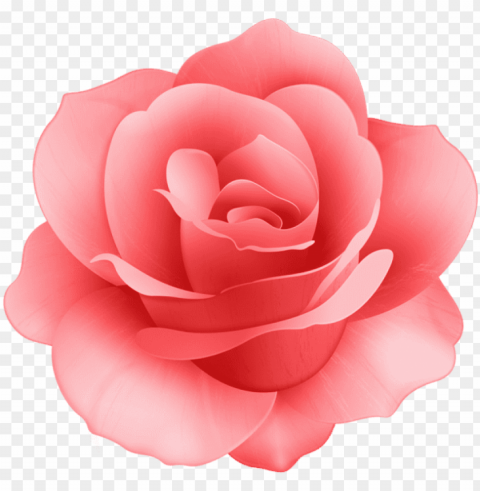 free red rose flower images transparent - pink rose flower clip art PNG isolated