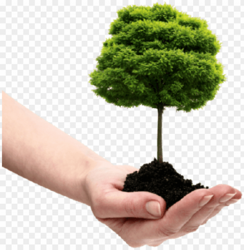 free save tree images - plant a tree Isolated Subject in Transparent PNG Format