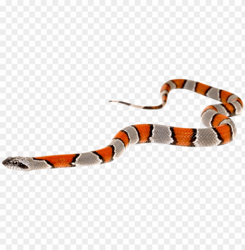 free snake transparent - snake with out back ground PNG images for graphic design