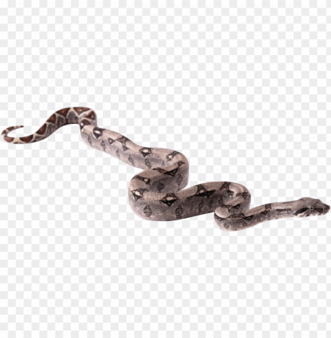 free snake pics transparent - snake hd PNG images for merchandise