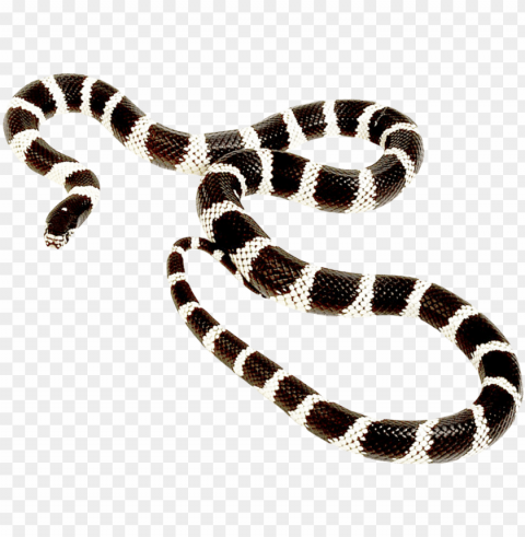 free snake images transparent - snake overlay Isolated Subject on HighQuality PNG