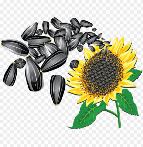 Free Sunflower Seeds - Sunflower Seeds Vector PNG Images With Transparent Layer