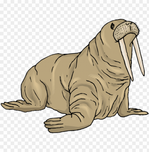 free walrus background image images transparent - walrus clip art Isolated PNG Element with Clear Transparency