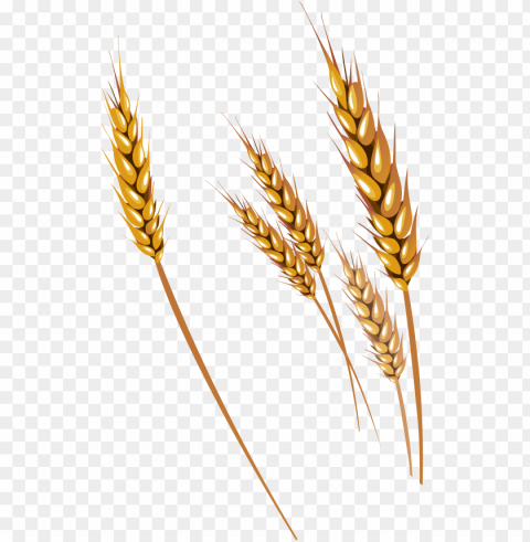 free png wheat png images transparent - wheat vector Background-less PNGs