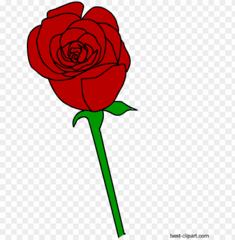 free red rose clip art - rose Isolated Element in Transparent PNG