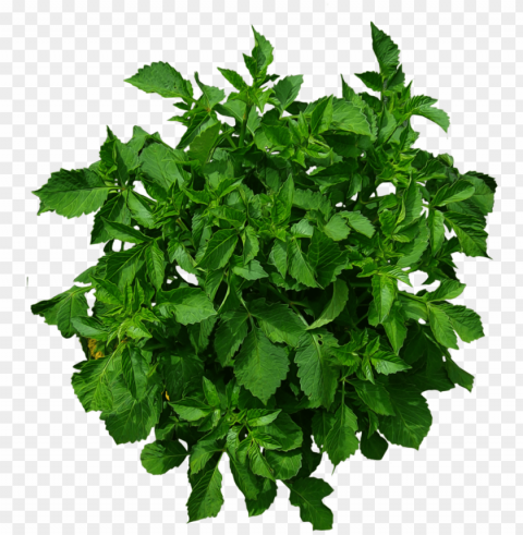 free shrub plan view - plants plan view PNG with no cost PNG transparent with Clear Background ID b49581c2