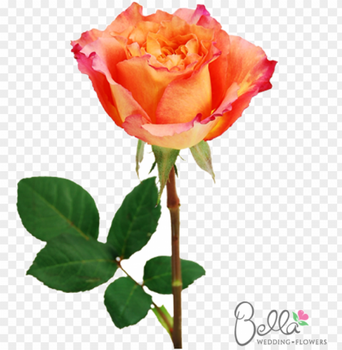 free spirit roses are a gorgeous variety of orange - weddi PNG images with transparent canvas