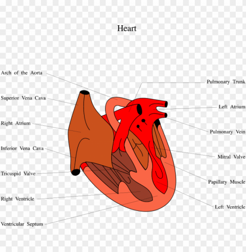 free stock photos - diagram of a chicken heart PNG files with transparent backdrop complete bundle