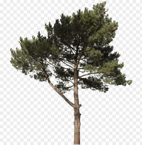 free texture download by svg transparent stock - pine tree cut out Clean Background Isolated PNG Art