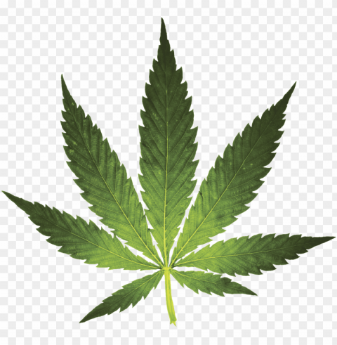 free the weed - weed leaf Transparent PNG pictures complete compilation