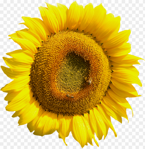 free yellow sunflower flower image - sun flower flower PNG Isolated Design Element with Clarity