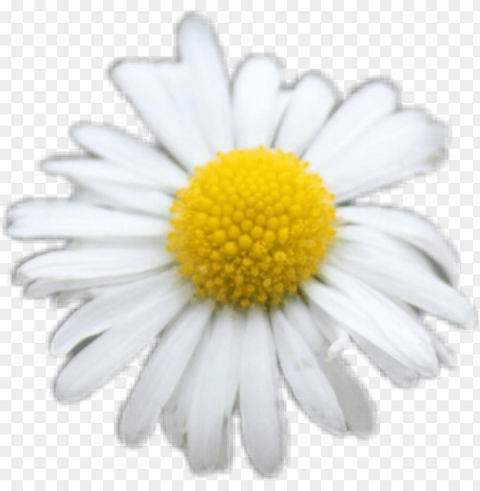 freetoedit daisy white flower flowers yellow cute - oxeye daisy Clean Background Isolated PNG Character