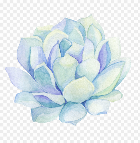 freetoedit ftestickers watercolor cactus flower decorat - succulent plant Isolated Element with Clear Background PNG