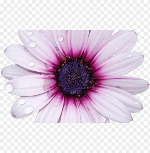 freetoedit flower with a background - african daisy Transparent PNG Isolated Graphic Design