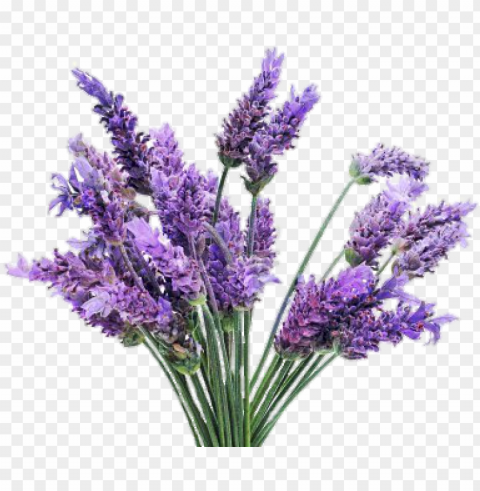 freetoedit with a - lavender plant Transparent PNG images bulk package PNG transparent with Clear Background ID 780e90bc