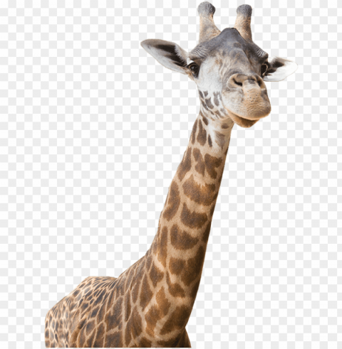 freeuse download giraffe clipart realistic - real giraffe clip art PNG files with transparent canvas collection