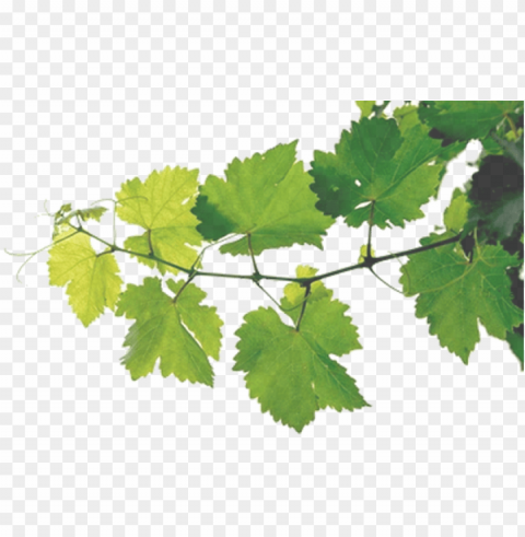 freeuse download rustic vector grape vine wreath - grape vines Isolated Artwork in Transparent PNG