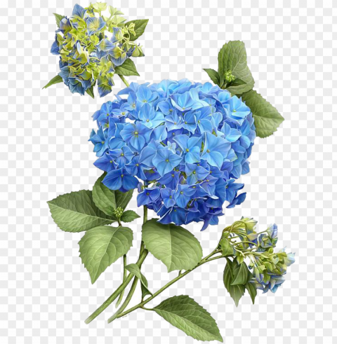 french hydrangea botanical illustration flower painting - hydrangea illustratio PNG images without subscription PNG transparent with Clear Background ID 68b16214