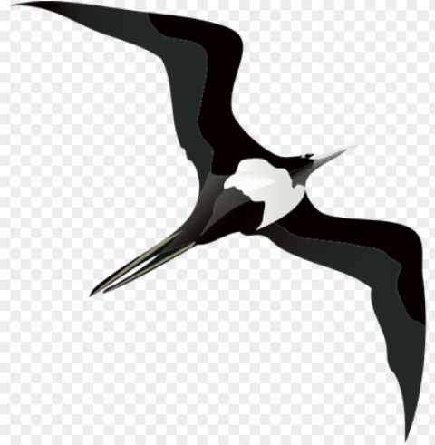 Frigate Bird Drawing Clear Background PNG Clip Arts