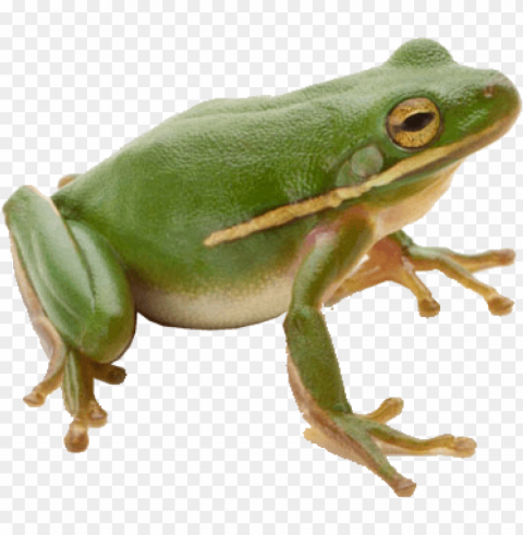 frog High-resolution PNG PNG transparent with Clear Background ID 7471d45f