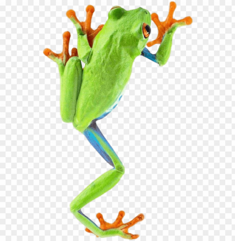 frog climbing - red eyed tree frog PNG Image with Isolated Artwork