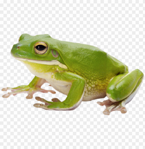 frog image with - frog Transparent background PNG images selection