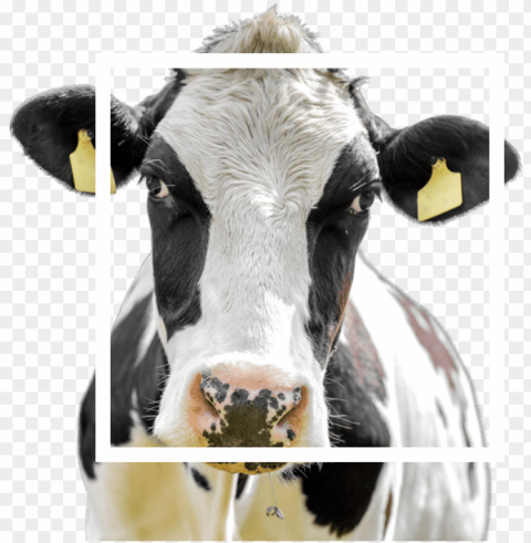 from the impact of dairy market volatility - dairy cow PNG Image Isolated with Transparency
