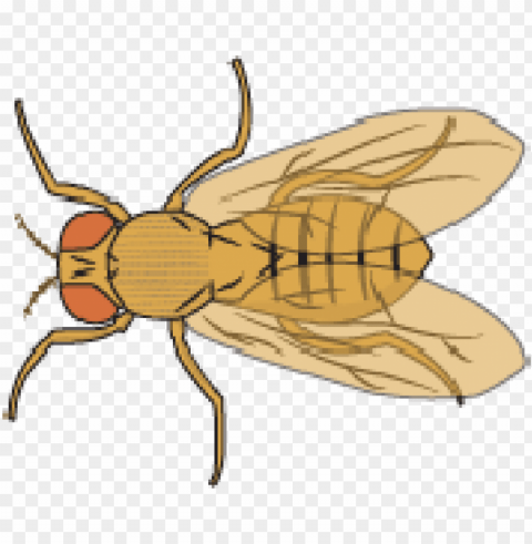 Fruit Fly Free Transparent Background PNG