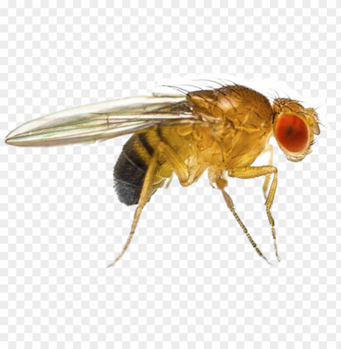 fruit fly - que es drosophila melanogaster Transparent background PNG images comprehensive collection