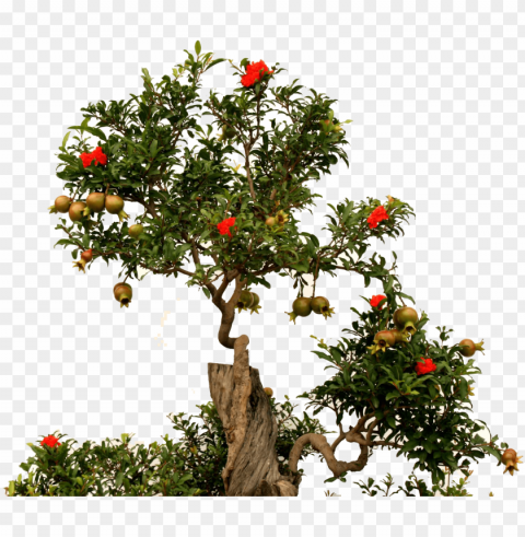 fruit root green - free pomegranate tree Isolated Graphic with Clear Background PNG