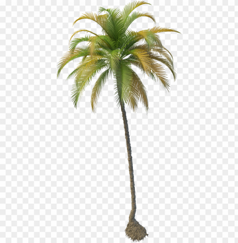 fruit water splash clipart palm tree - coconut tree PNG Graphic Isolated on Clear Background Detail