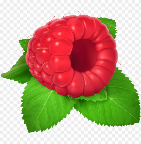 fruits clipart raspberry - raspberry clipart PNG images with alpha transparency selection