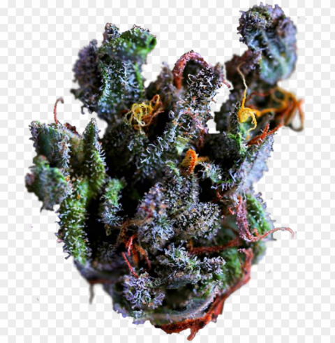 fruity pebbles on tumblr weed nug - close up marijuana bud Free PNG images with transparent layers diverse compilation