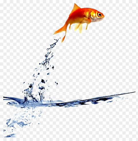 ftestickers goldfish jump fishstickers - fish jumping out of bowl gif PNG Graphic with Clear Background Isolation