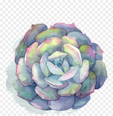 ftestickers watercolor flower succulent - succulent watercolor PNG pictures with no background
