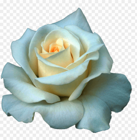 full grown white rose - beautiful white rose flowers Transparent PNG Isolated Element with Clarity