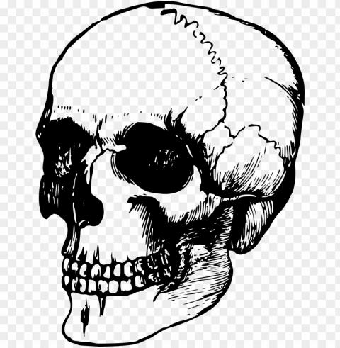 full size of easy to draw skulls step by skull face - transparent dead skeleto PNG images with alpha transparency bulk PNG transparent with Clear Background ID 30a2ea67