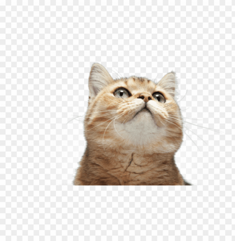 fun cat facts - cute cat looking up Isolated Subject on HighQuality Transparent PNG