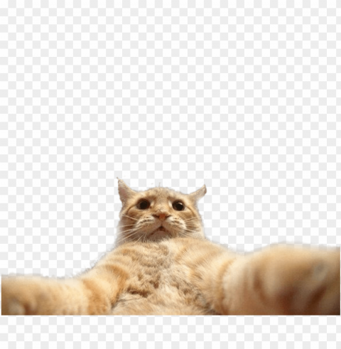 Funny Cat Catlover Cats Selfie - Джонни Кэтсвилл PNG Transparency