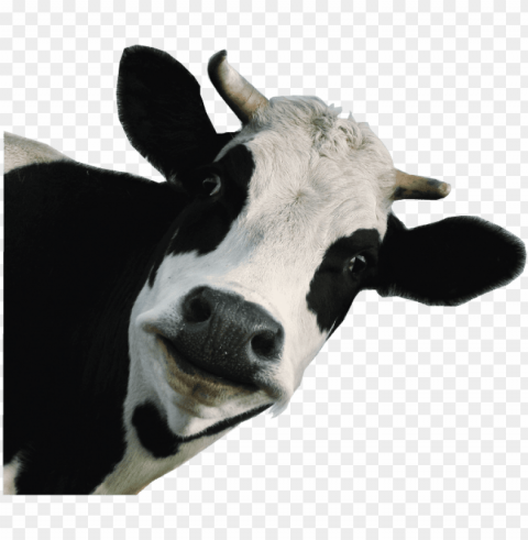 funny-cow - dairy cow white PNG Isolated Illustration with Clear Background