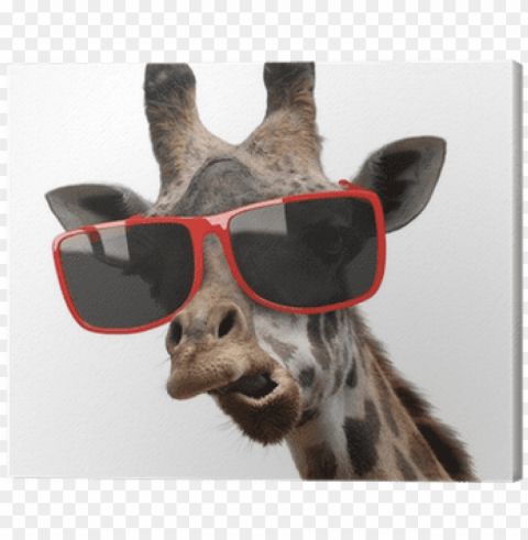 funny fashion portrait of a giraffe with hipster sunglasses PNG transparent graphics comprehensive assortment